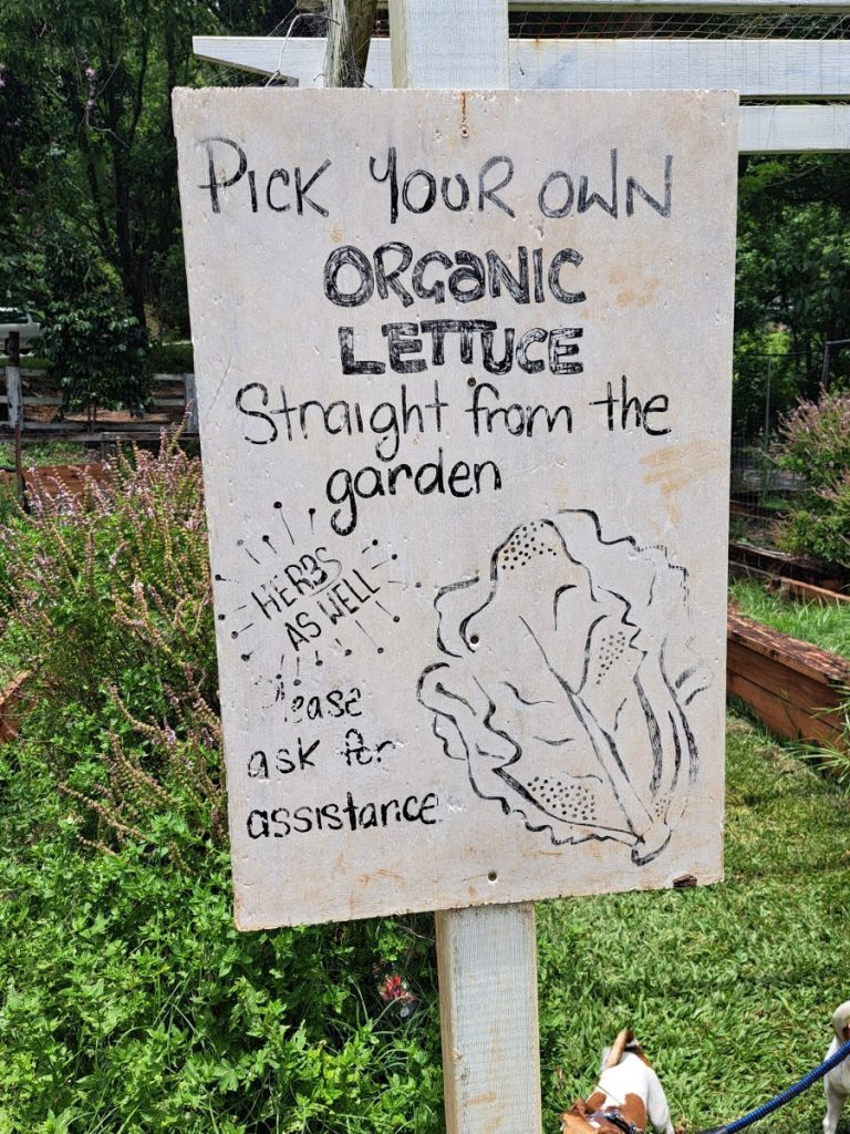 pick your own at Freeman's Organic Farm