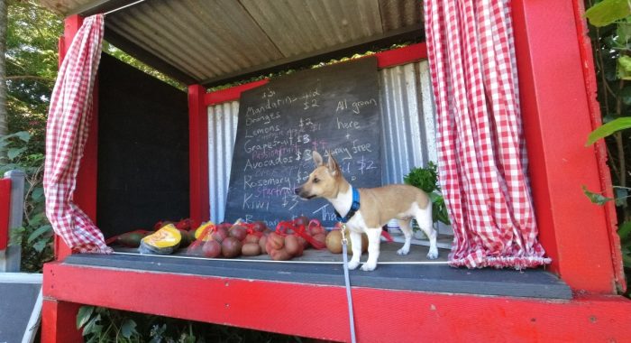 roadside stall with gingham curtains